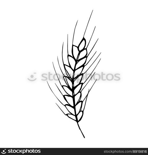 Vector hand drawn wheat doodle illustration Cute harvest clipart Farm market product