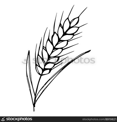 Vector hand drawn wheat doodle illustration Cute harvest clipart Farm market product
