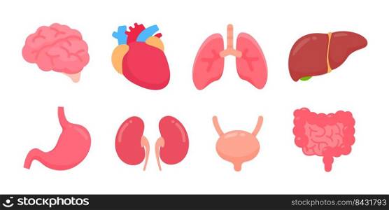 Vector human organs. Human body internal parts Concept of study of body systems.