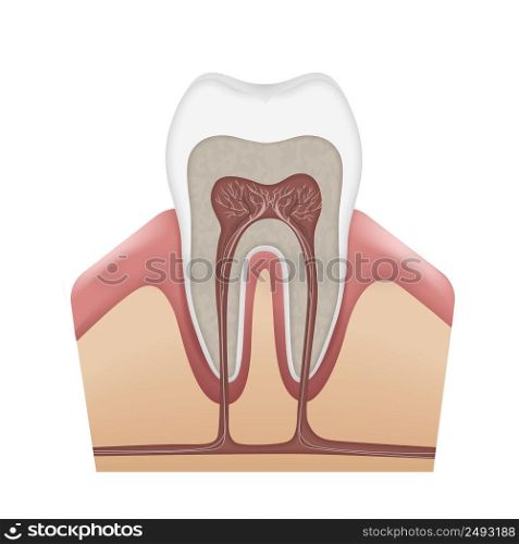 Vector human tooth anatomy enamel, dentin, pulp, gums, bone, cementum, root canals, nerves and blood vessels isolated on white background. Human tooth structure