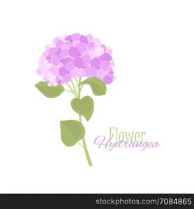 Vector hydrangea flower. Vector illustration of hydrangea flower Background with blue flowers