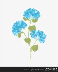 Vector hydrangea flower. Vector illustration of hydrangea flower Background with blue flowers