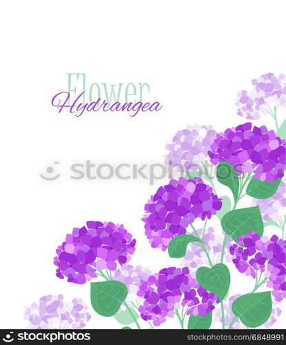 Vector hydrangea flower. Vector illustration of hydrangea flower Background with purple flowers