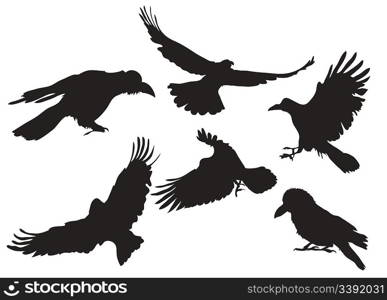 Vector illustration collection of crow silhouette in different flight positions