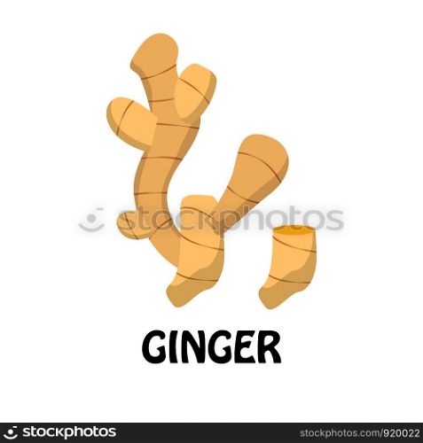 Vector Illustration Flat Ginger isolated on white background , Raw materials fresh vegetable