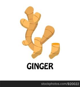 Vector Illustration Flat Ginger isolated on white background , Raw materials fresh vegetable