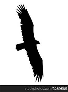 vector illustration flying birds on white background