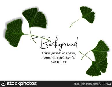 Vector Illustration ginkgo biloba leaves. Nature background with leaves.. Ginkgo biloba leaves