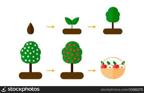 vector illustration. growth stages of Apple trees. red apples. Blooming Apple tree. seedling.. vector illustration. growth stages of Apple trees. red apples. B