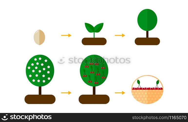 vector illustration. growth stages of orange trees Blooming cherry tree. seedling. vector illustration. growth stages of orange trees Blooming cher