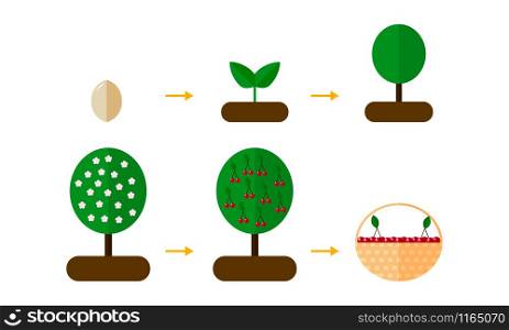 vector illustration. growth stages of orange trees Blooming cherry tree. seedling. vector illustration. growth stages of orange trees Blooming cher