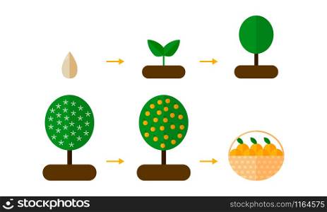 vector illustration. growth stages of orange trees Blooming orange tree. seedling. vector illustration. growth stages of orange trees Blooming oran