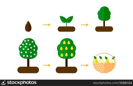 vector illustration. growth stages of pear trees. Blooming tree. seedling. vector illustration. growth stages of pear trees. Blooming tree.