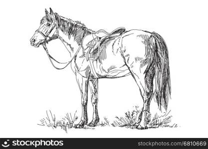 Vector illustration: Horse with saddle and bridle