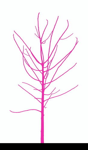 Vector illustration - lonely young tree, without leaves, isolated on white background.