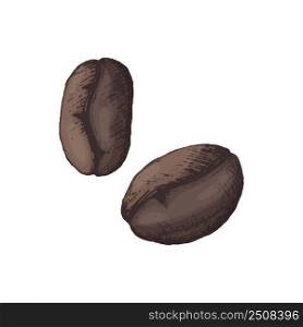 Vector illustration of 2 grains of coffee drawn by hand hatching in color. Organic natural coffee for brand and packaging design, icon for logo or cafe name