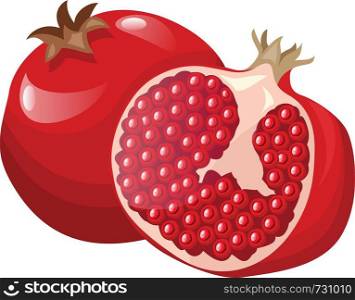 Vector illustration of a bright red pomegranate fruit half a pomegranat with red seeds white background.