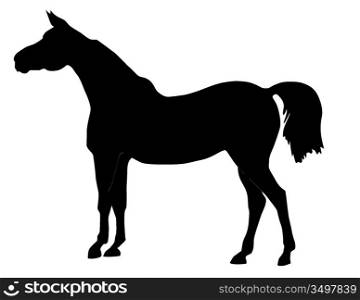 Vector illustration of a horse