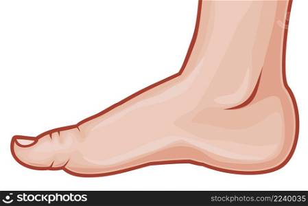 Vector illustration of a human foot standing
