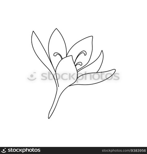Vector illustration of a single crocus saffron flower linear drawing. Botanical illustration by line