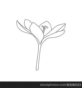 Vector illustration of a single opened crocus saffron flower drawn with a stroke. Botanical illustration vector bud of expensive spice