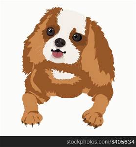 Vector illustration of a spaniel dog. The dog is isolated on a white background.. Vector illustration of a spaniel dog. The dog is isolated on a white background