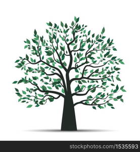 Vector illustration of a tree with leaves on a white background. Natural background. Trees with leaves