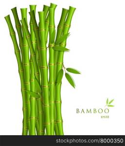 Vector illustration of Background with green bamboo. Background with green bamboo