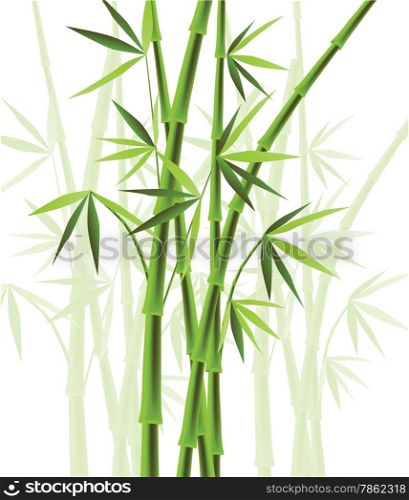 Vector illustration of bamboo