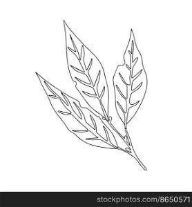 Vector illustration of bay leaf. White background.. Vector illustration of bay leaf. White background