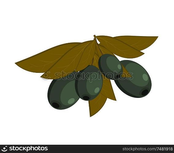 Vector illustration of black olives with leaves on a white background. Dietary food. Cartoon olive, isolated object