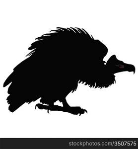 Vector illustration of black vulture on a white background