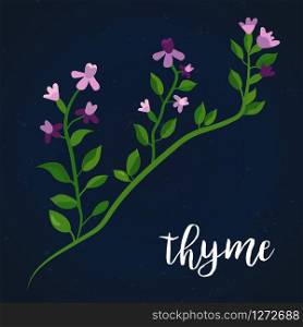 Vector illustration of blooming thyme twig. Culinary herbs design. Vector illustration of thyme twig Culinary herb