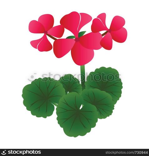 Vector illustration of bright pink geranium flowers with green leafs on white background.