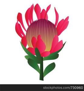 Vector illustration of bright pink protea flower with green leafs on white background.