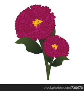 Vector illustration of bright pink zinnia flowers with green leafs on white background.