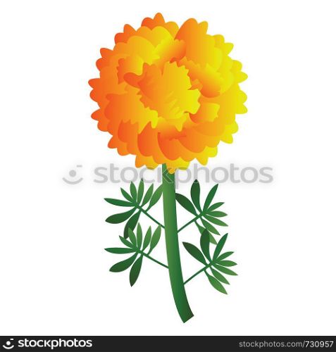Vector illustration of bright yellow marigold flower with green leafs on white background.