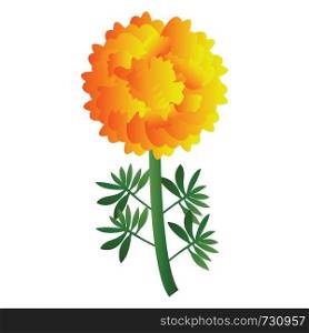 Vector illustration of bright yellow marigold flower with green leafs on white background.