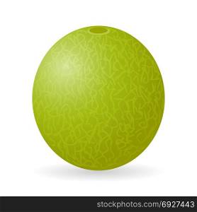 Vector illustration of cantaloupe melon isolated on white background. Melon vector isolated