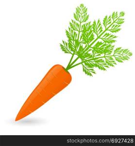Vector illustration of carrot isolated on white background. Carrot vector Isolated