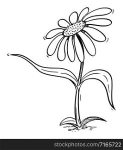 Vector illustration of cartoon flowering daisy plant character showing or pointing at something by leaf. Ecology or nature advertisement or marketing design.. Flowering Daisy Plant Cartoon Character Pointing at Something by Leaf, Vector Illustration