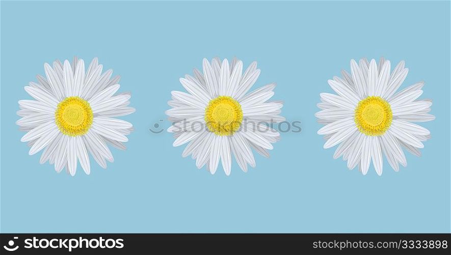 Vector illustration of chamomiles on blue background