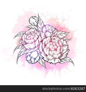 Vector illustration of contour peony flowers with foliage with pink watercolor splashes. Clipart of contour natural floral bouquet with sprays isolated from background. Image for sticker and card. Vector illustration of contour peony flowers with foliage with pink watercolor splashes. Clipart of contour natural floral bouquet