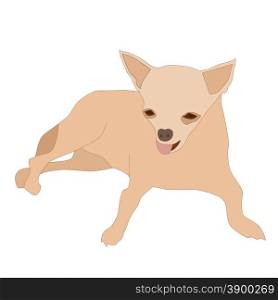 Vector illustration of cute small dog chihuahua resting