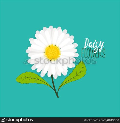 Vector illustration of daisie, meadow floral background