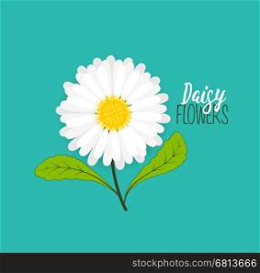Vector illustration of daisie, meadow floral background