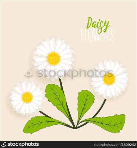 Vector illustration of daisies, meadow floral background