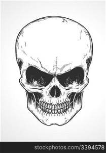 Vector illustration of detailed human skull