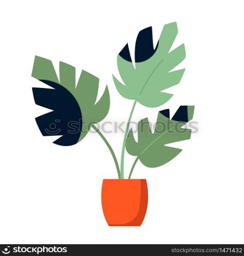Vector illustration of exotic monstera palm in a pot. Botanical poster. Vector illustration of monstera palm in a pot.