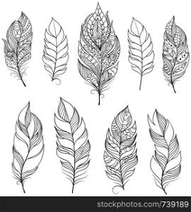 Vector illustration of feathers on white backgrounds. feathers on white backgrounds